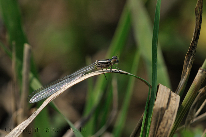 Predazione di Ischnura elegans